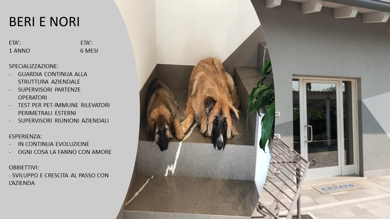 Diapositiva11